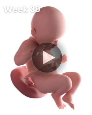 3D video baby update: Week 39