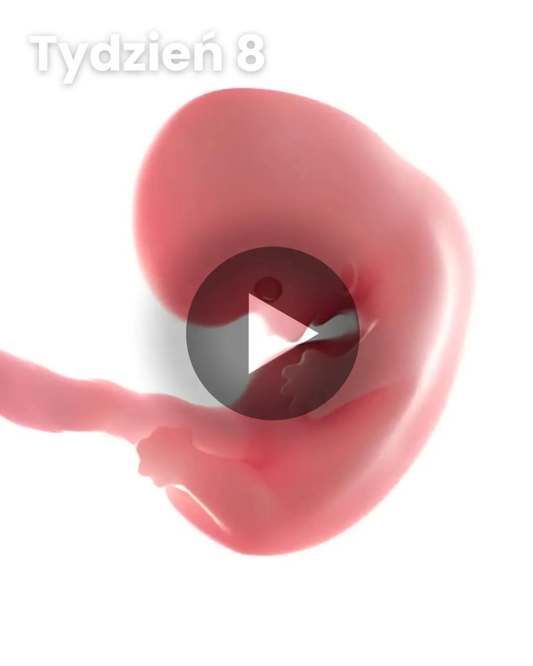Wideo 3D dziecka: Tydzień 8