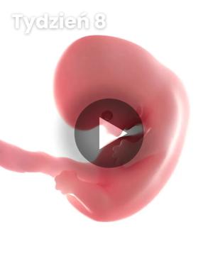 Wideo 3D dziecka: Tydzień 8