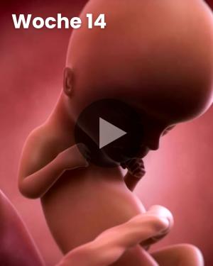 3D-Video des Kindes: Woche 14