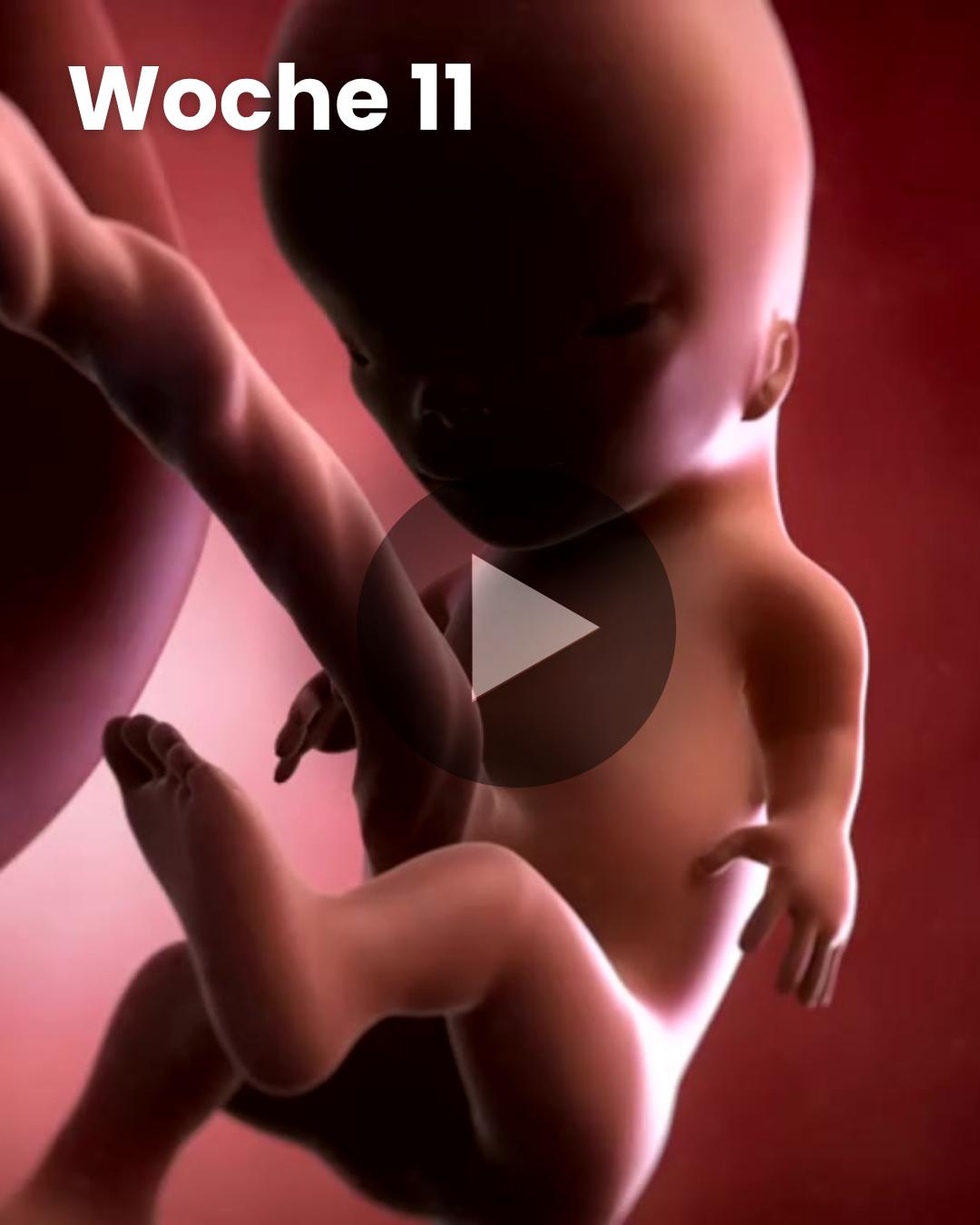 3D-Video des Kindes: Woche 11