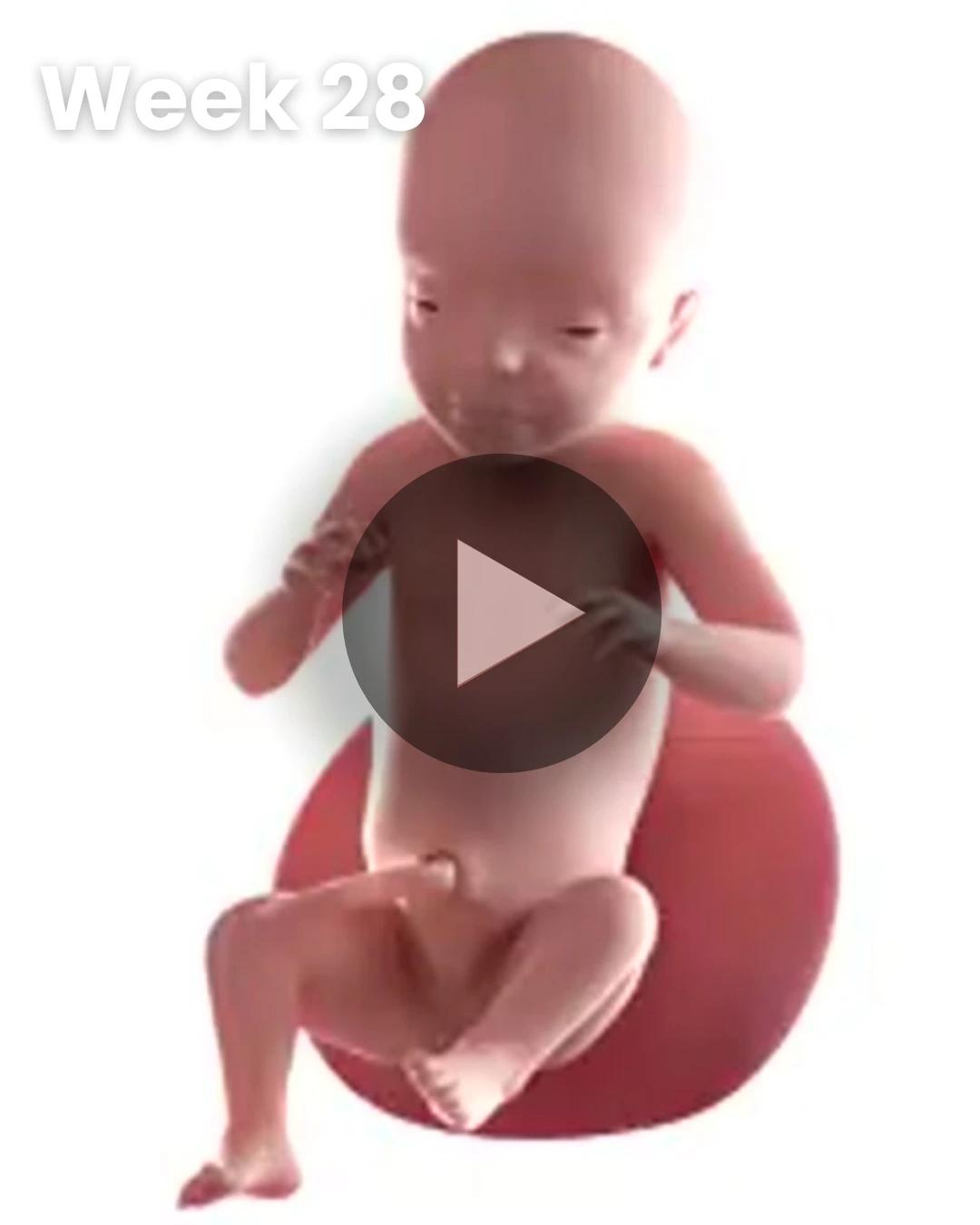 3D video baby update: Week 28