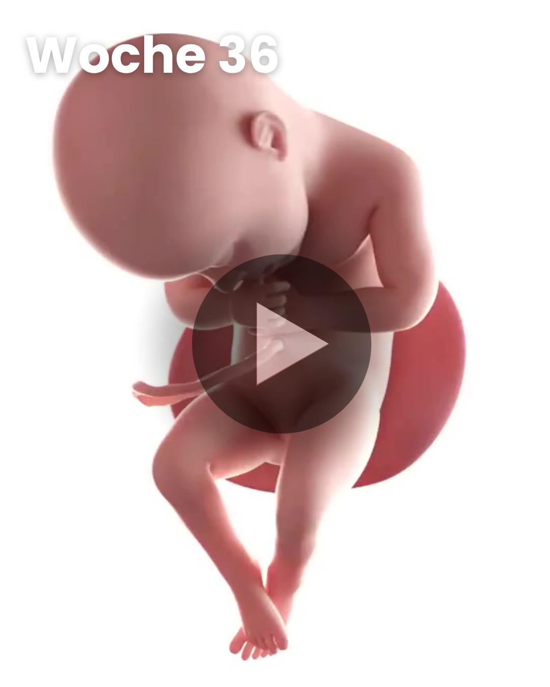 3D-Video des Kindes: Woche 36