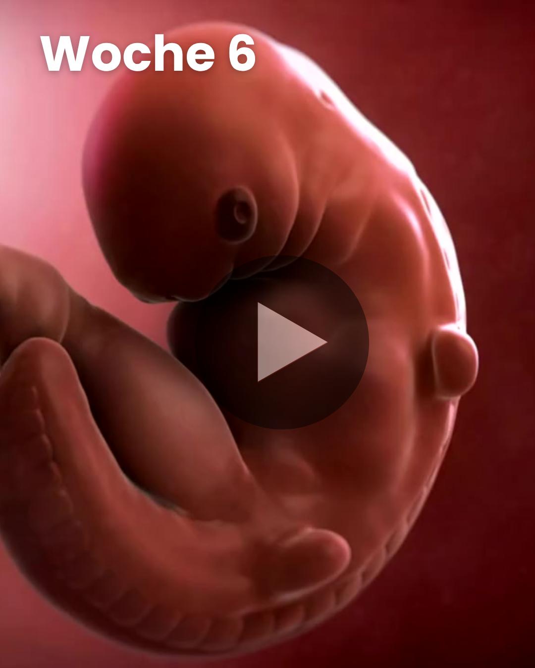 3D-Video des Kindes: Woche 6