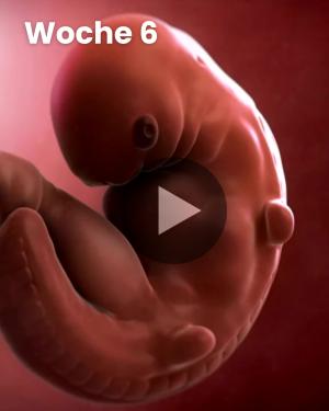 3D-Video des Kindes: Woche 6