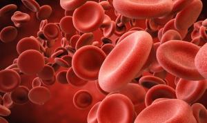 How Your Circulatory System Adapts to Support Your Baby (10–20 Weeks of Pregnancy)