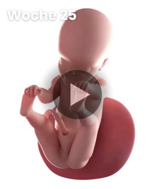 3D-Video des Kindes: Woche 25