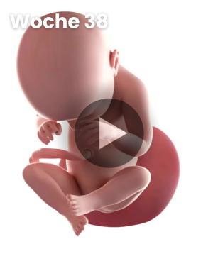 3D-Video des Kindes: Woche 38