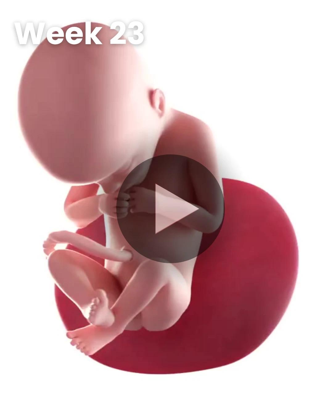3D video baby update: Week 23