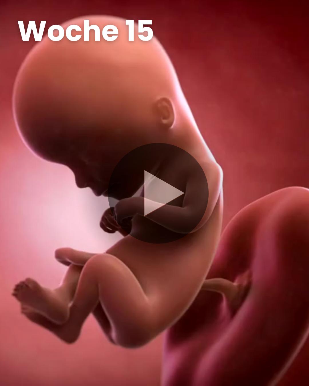 3D-Video des Kindes: Woche 15