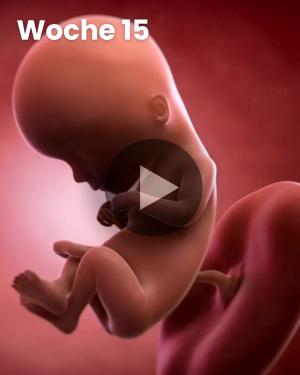 3D-Video des Kindes: Woche 15