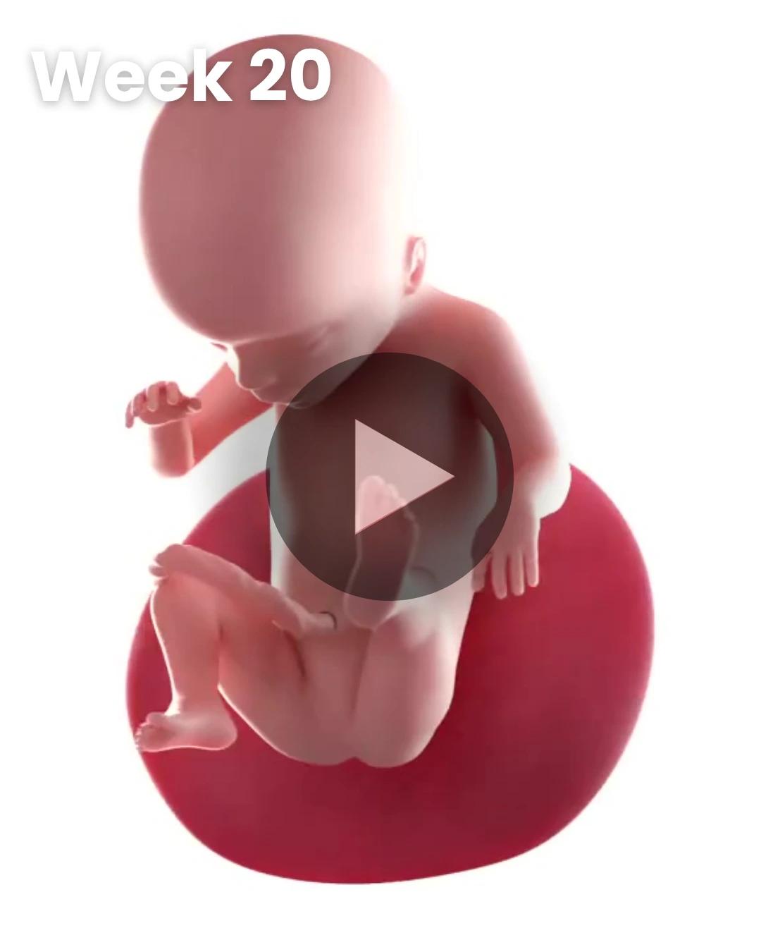 3D video baby update: Week 20