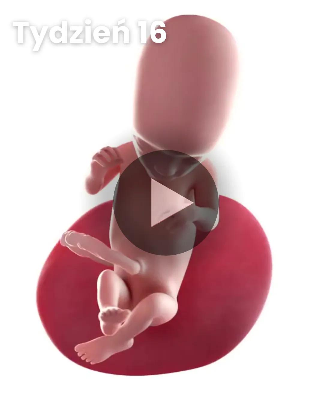 Wideo 3D dziecka: Tydzień 16