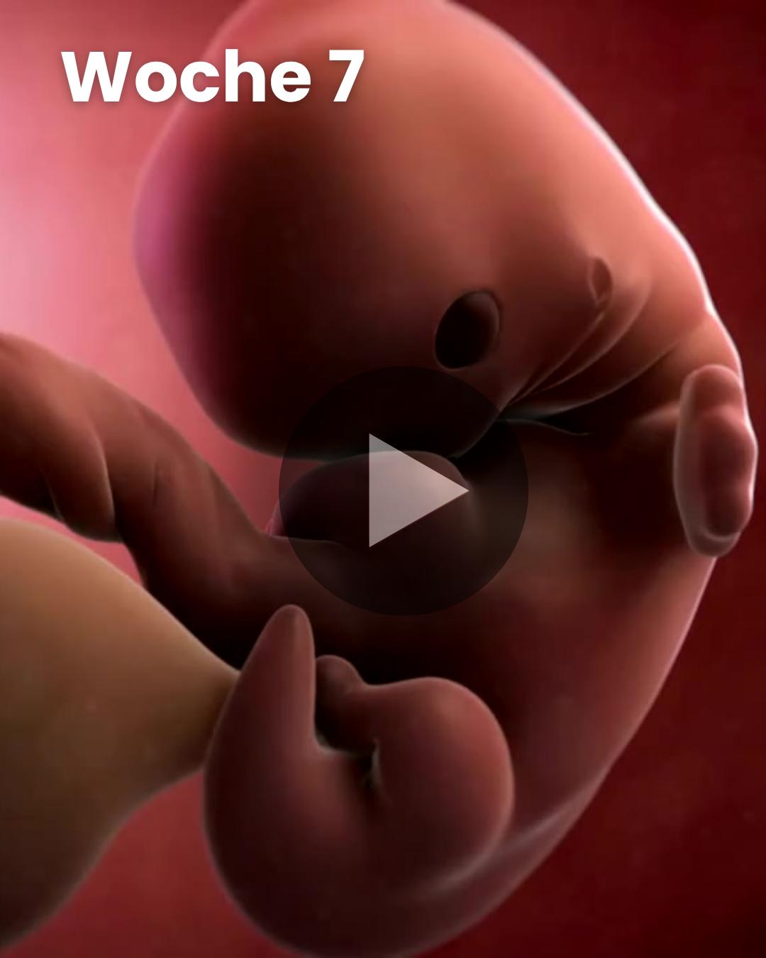 3D-Video des Kindes: Woche 7