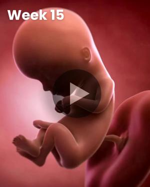 3D video baby update: Week 15