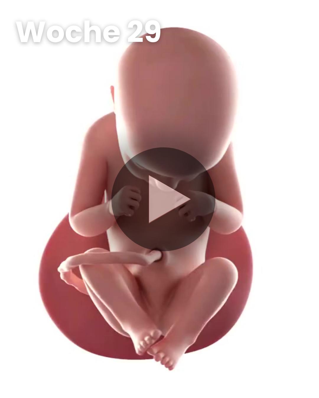 3D-Video des Kindes: Woche 29