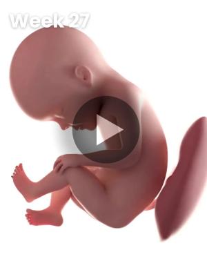 3D video baby update: Week 27