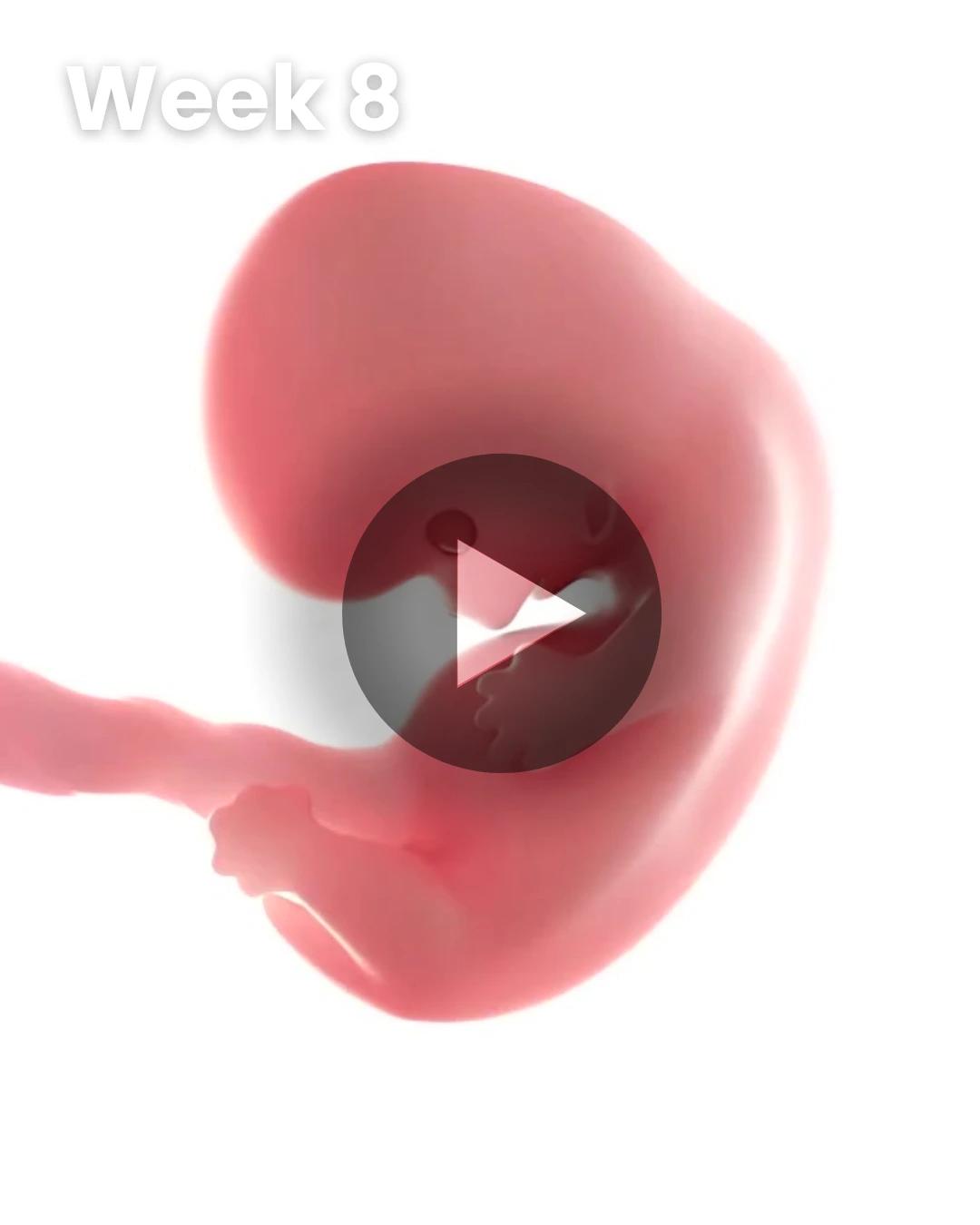 3D video baby update: Week 8