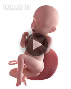 3D video baby update: Week 31
