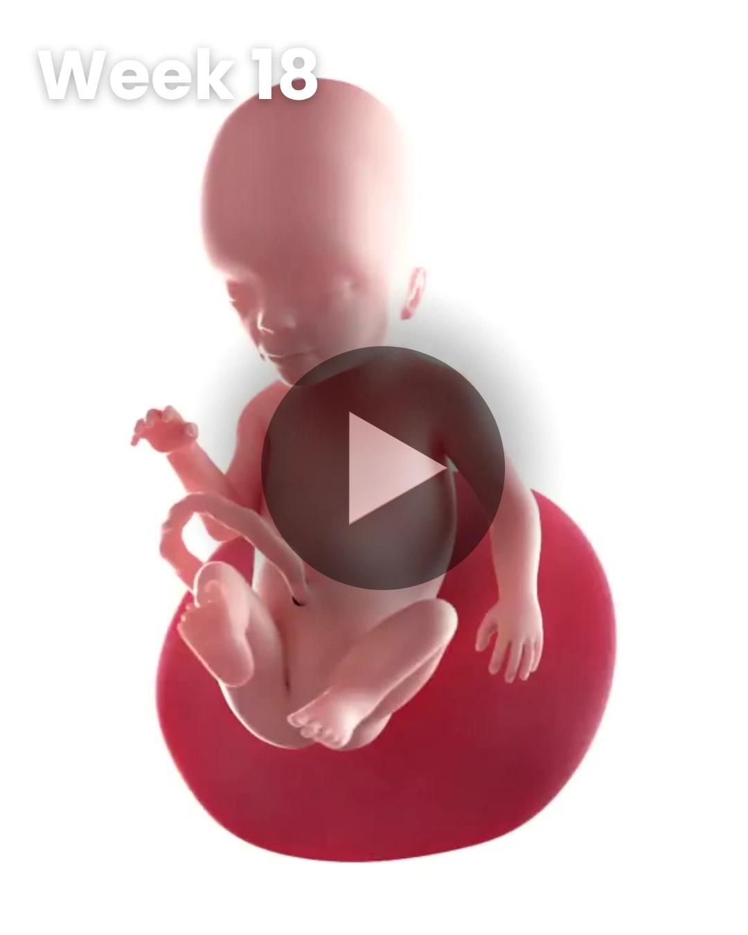 3D video baby update: Week 18