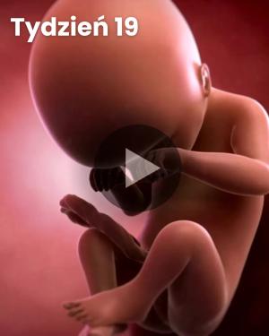 Wideo 3D dziecka: Tydzień 19