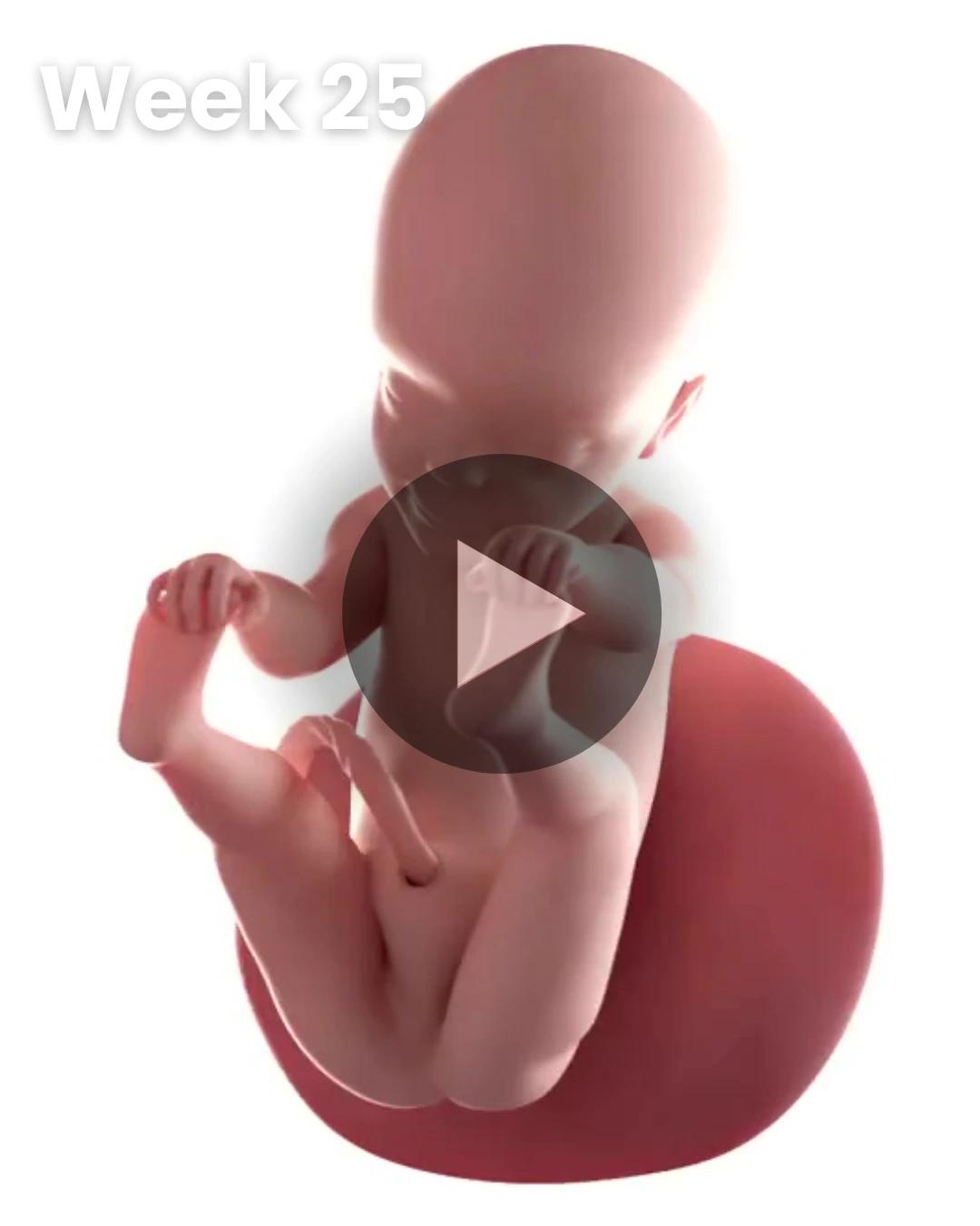3D video baby update: Week 25