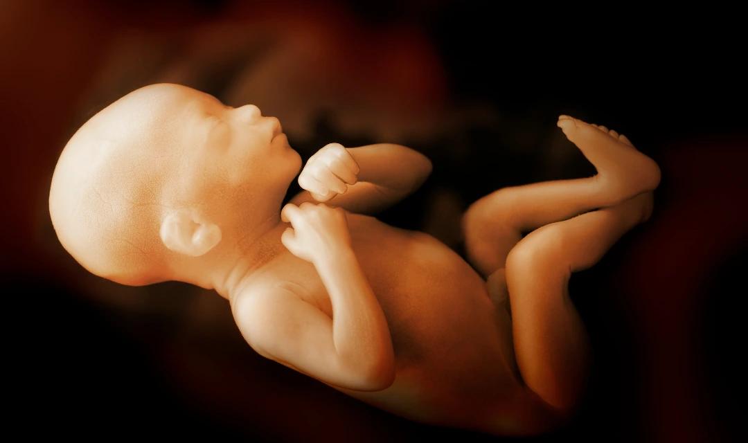 Tooth Buds and Early Dental Development in the Womb
