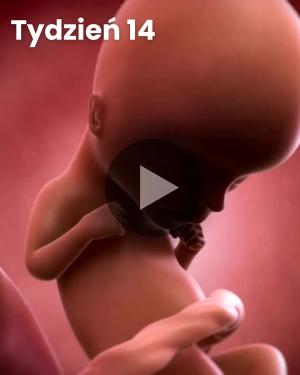 Wideo 3D dziecka: Tydzień 14