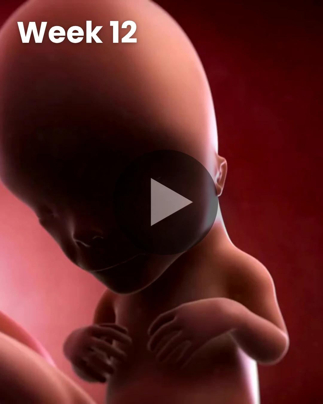 3D video baby update: Week 12