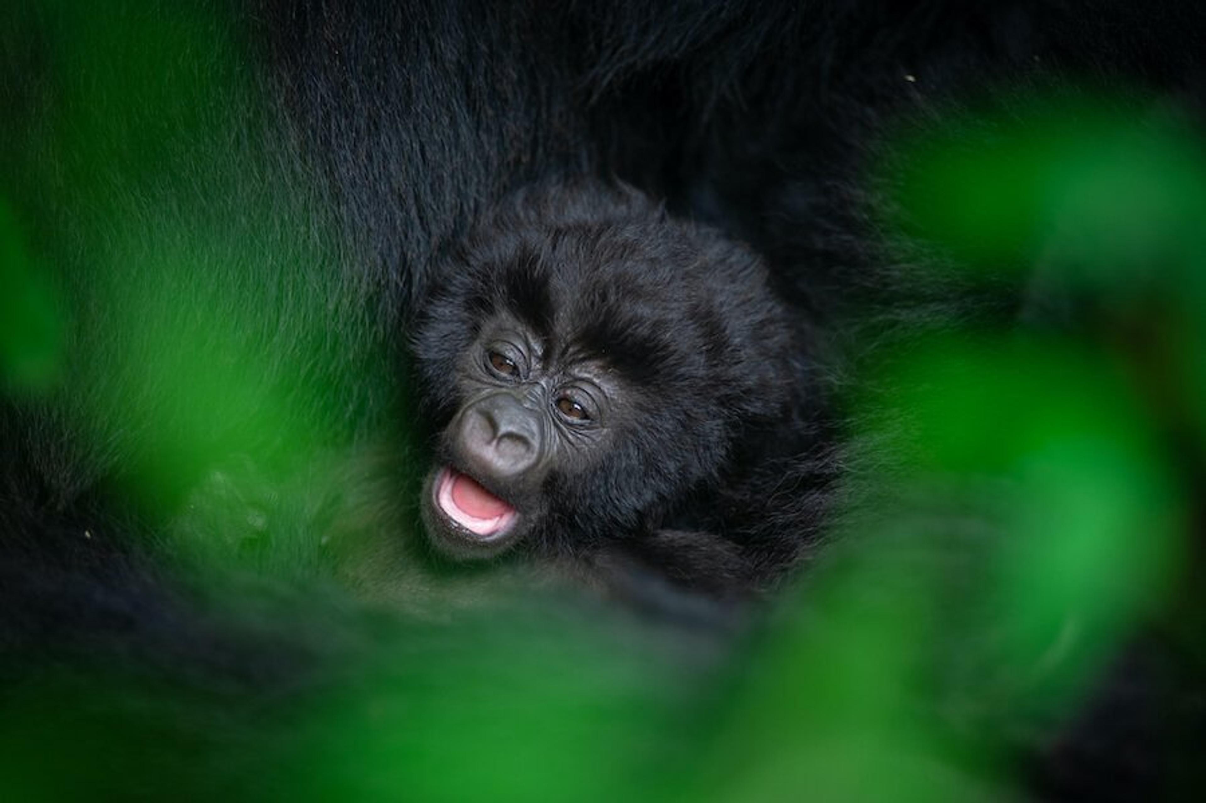 Rwanda Sets 4 September 2026 for 21st Kwita Izina Gorilla Naming Ceremony