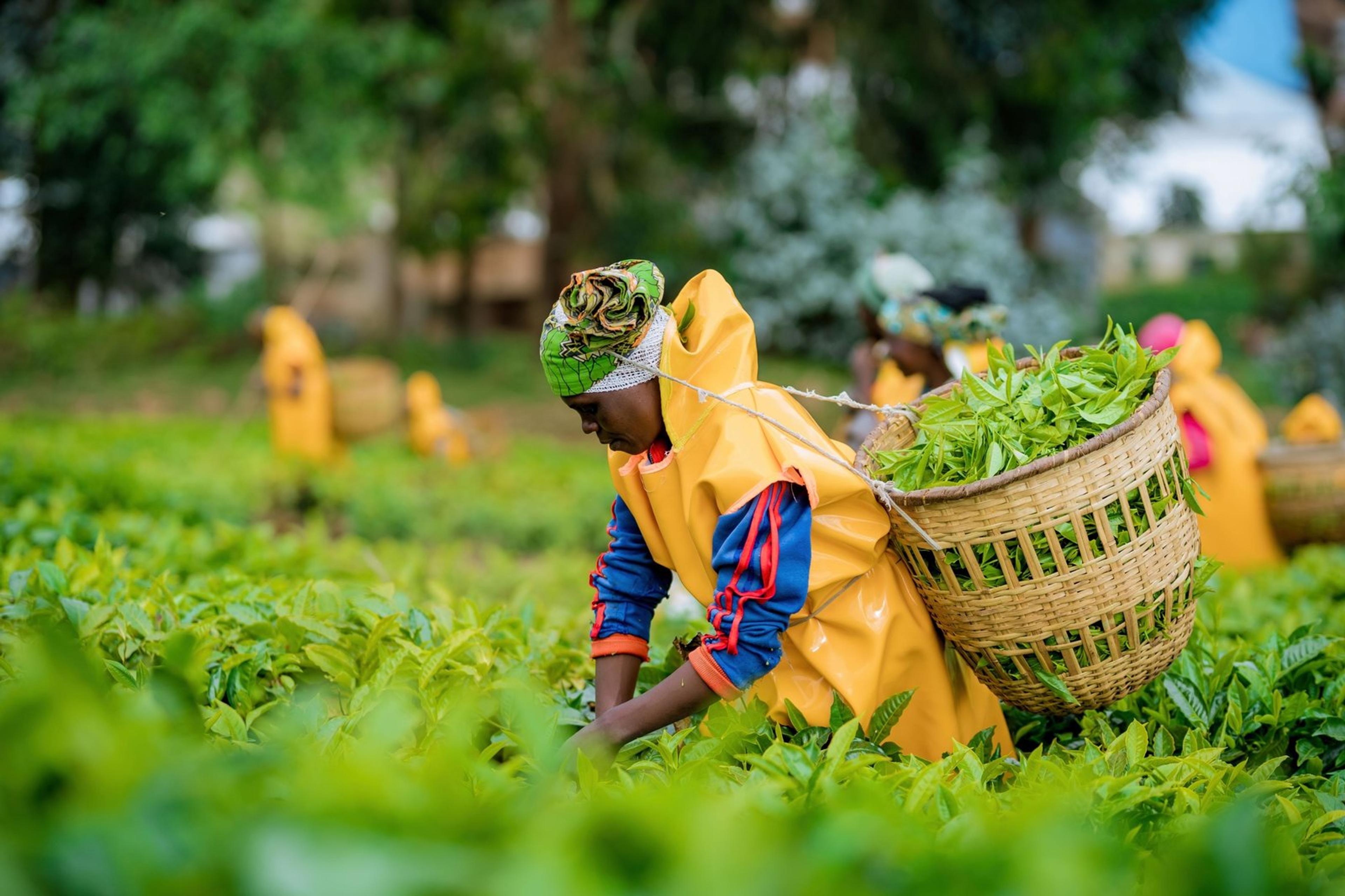 Rwanda's Value Chains Raised Farmer Incomes by 26%: IFAD