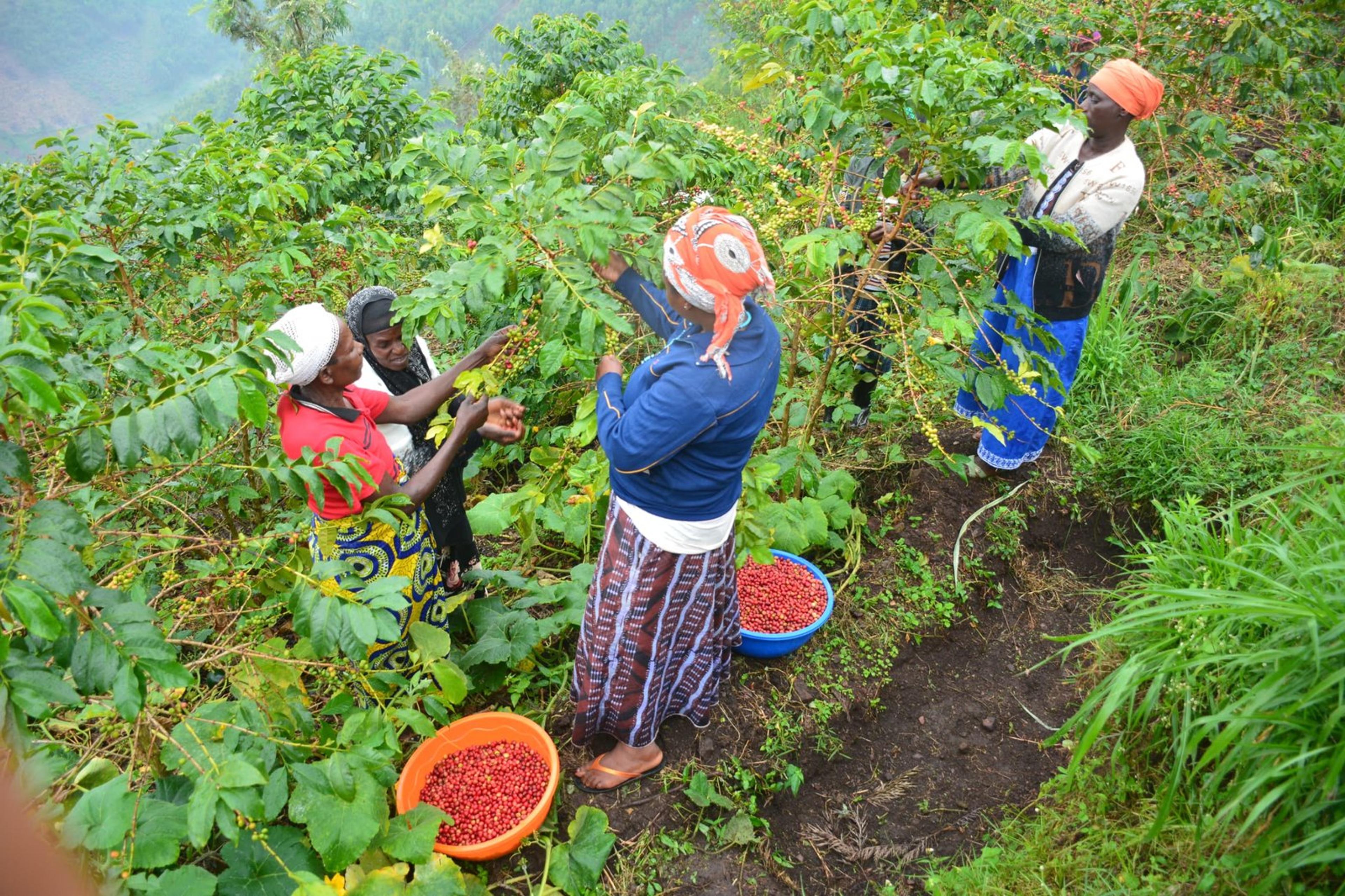 Rwanda Earns $255M from Coffee and Tea. Why Are Most Farmers Still Struggling?
