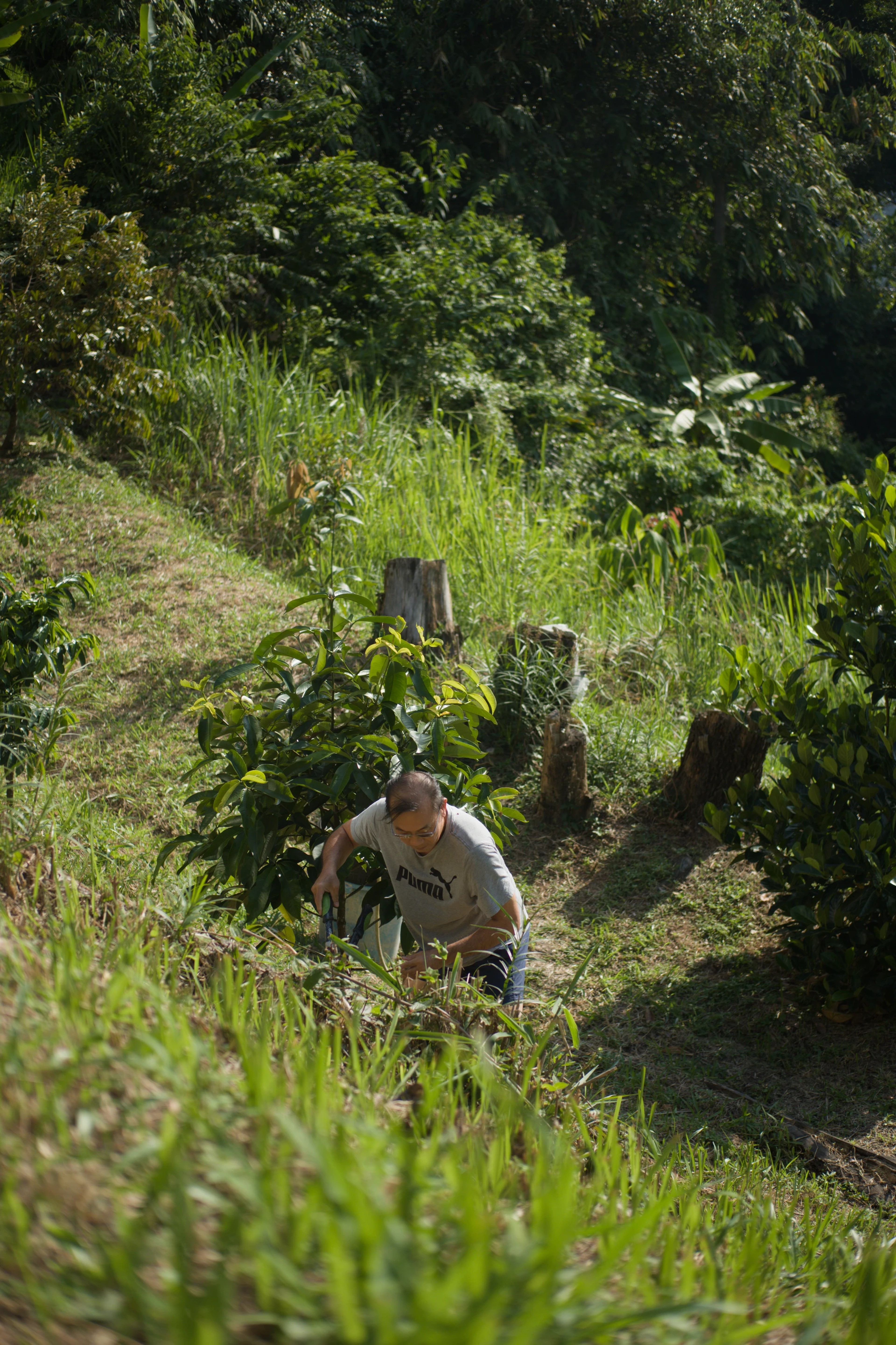 Tending the hillside orchard