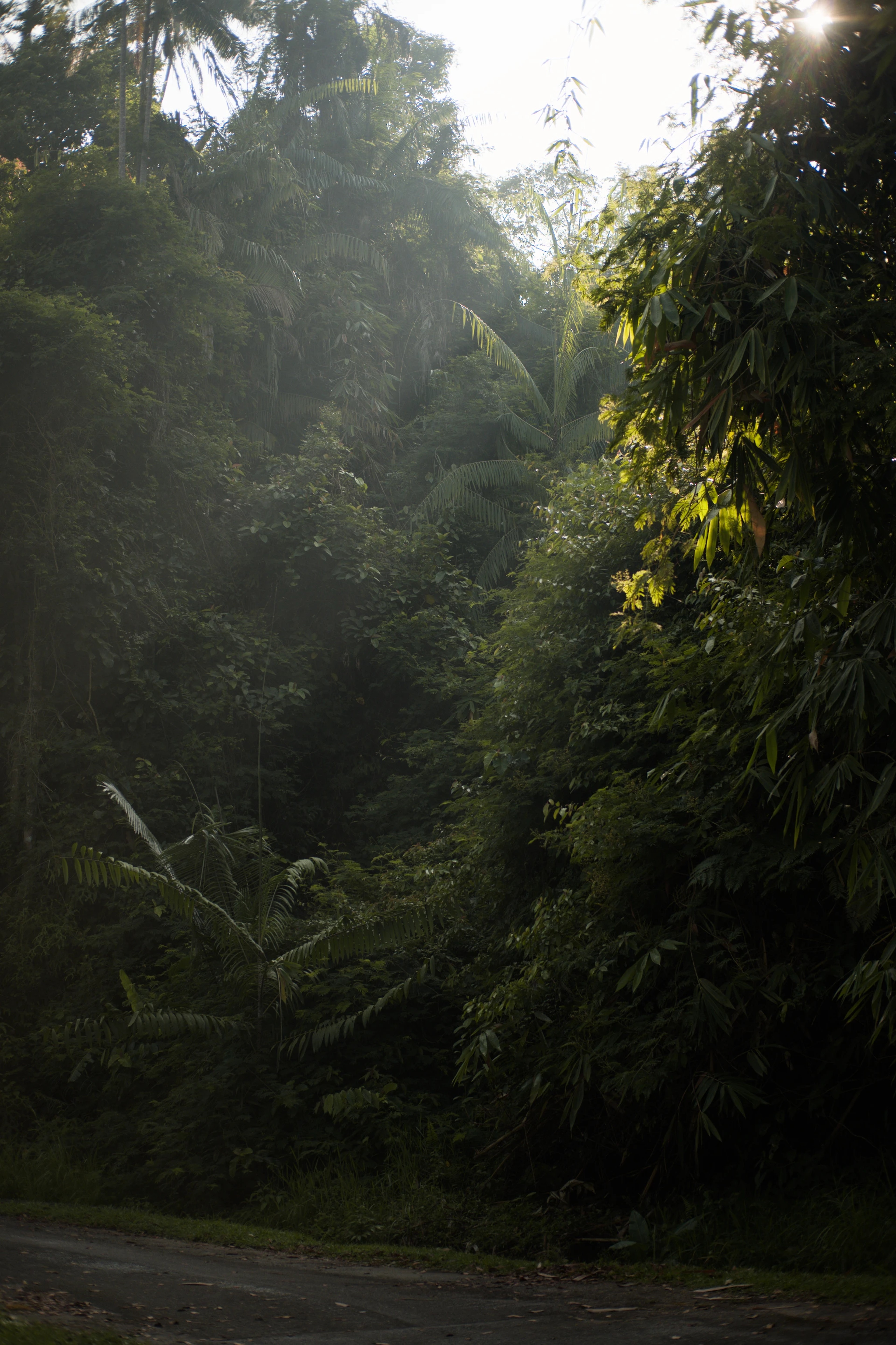 Sunlit forest path