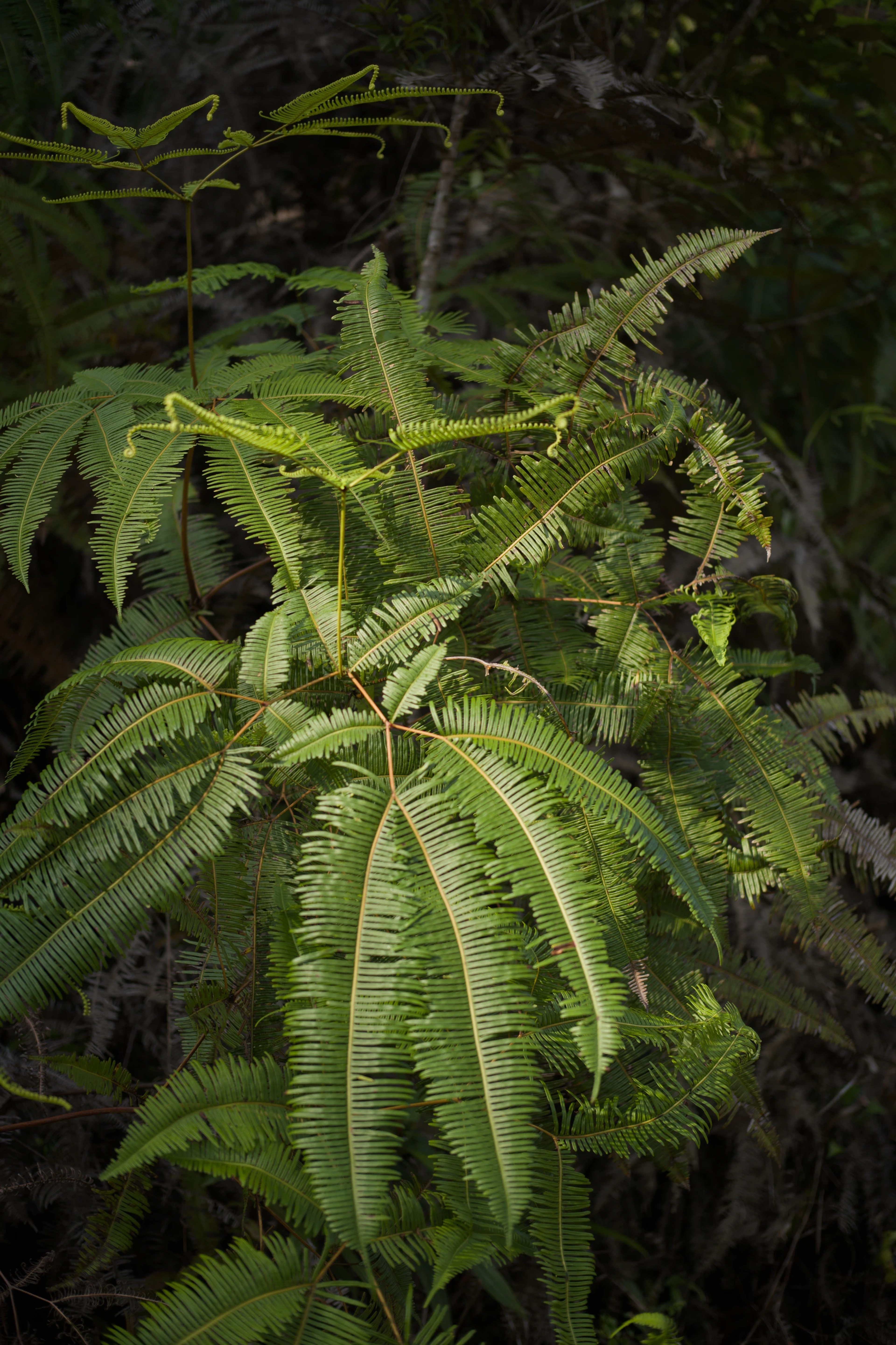 Fern fronds in dappled light