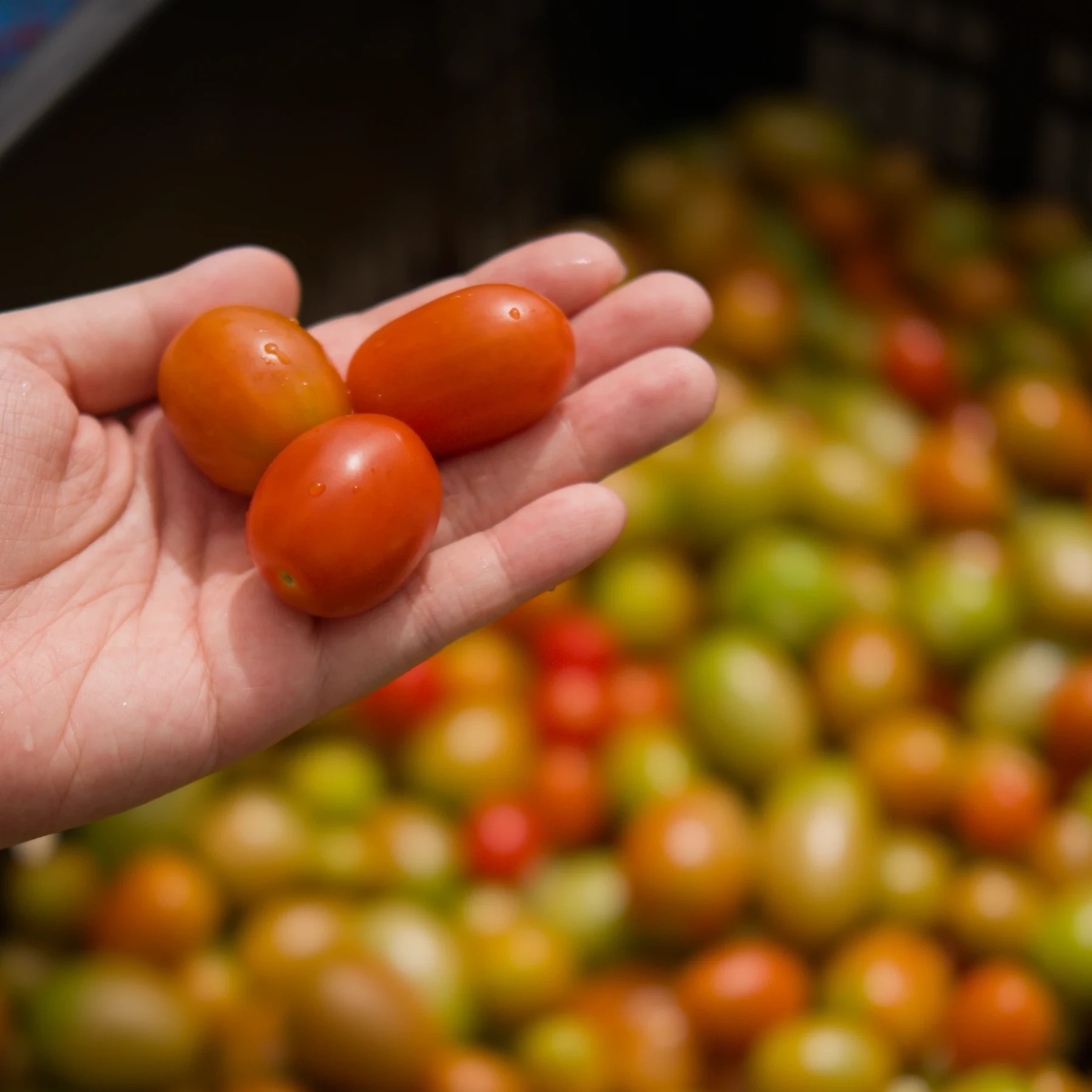 cherry tomatoes