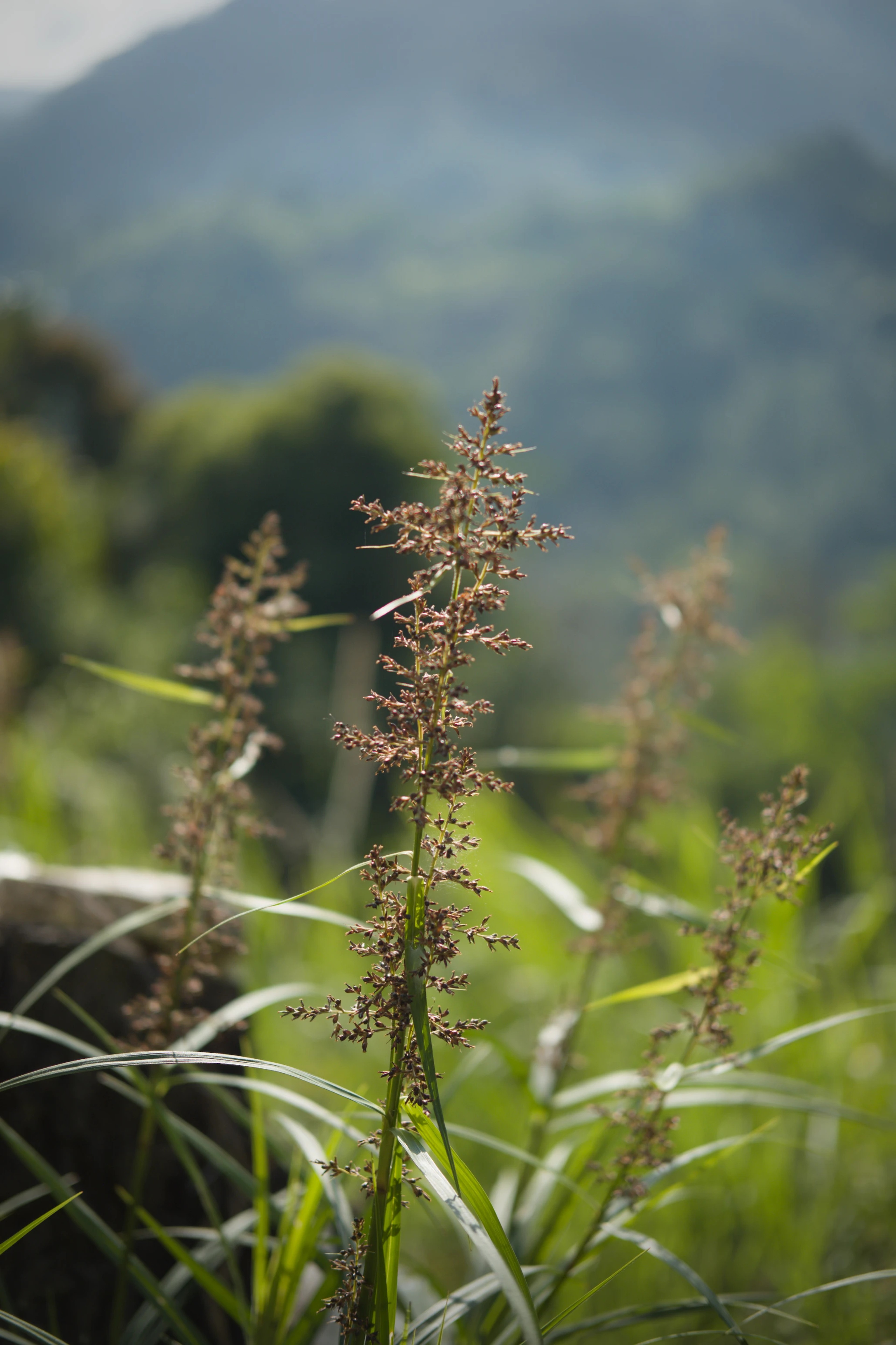 Wild grass seed heads at dusk