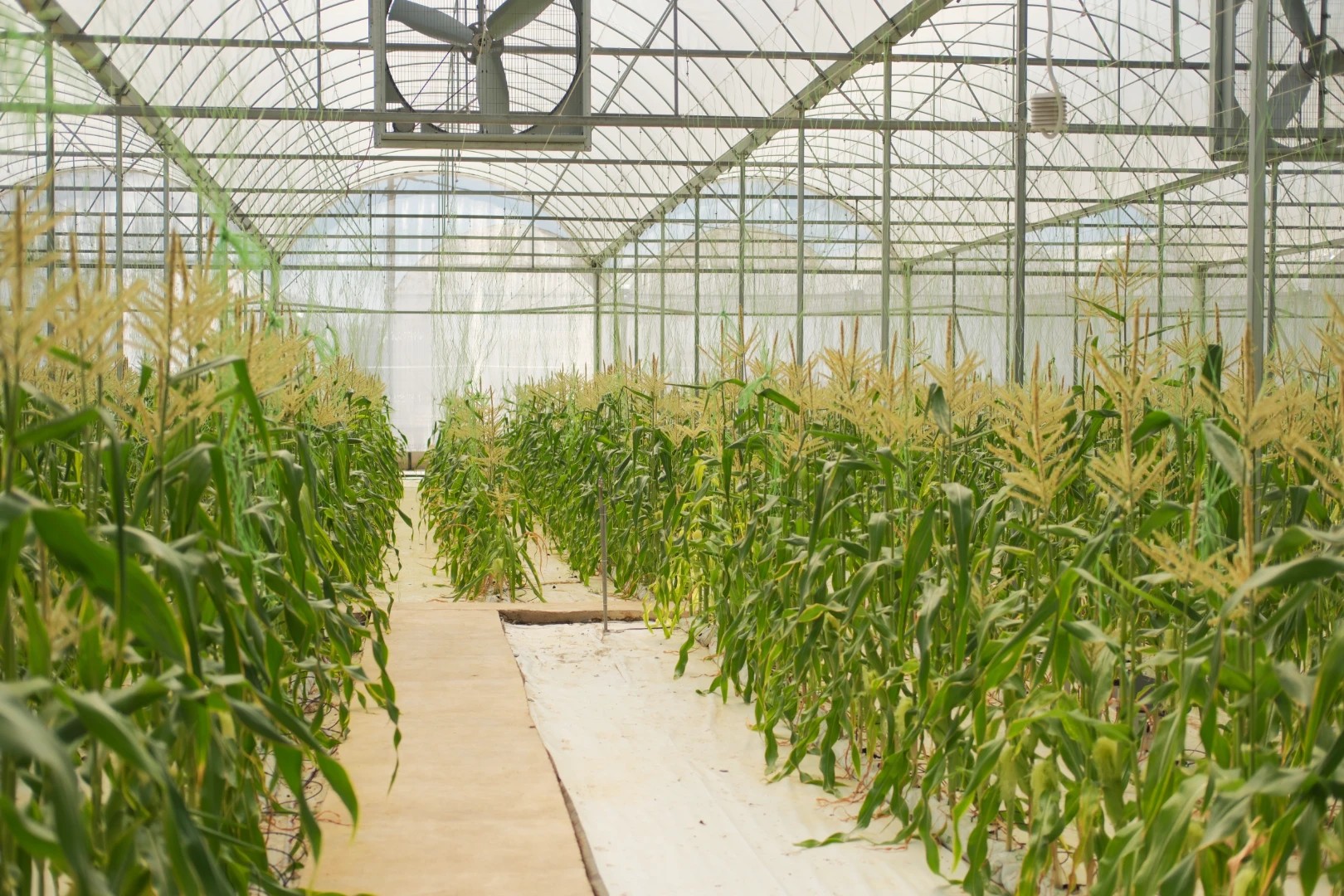 Organic Farm