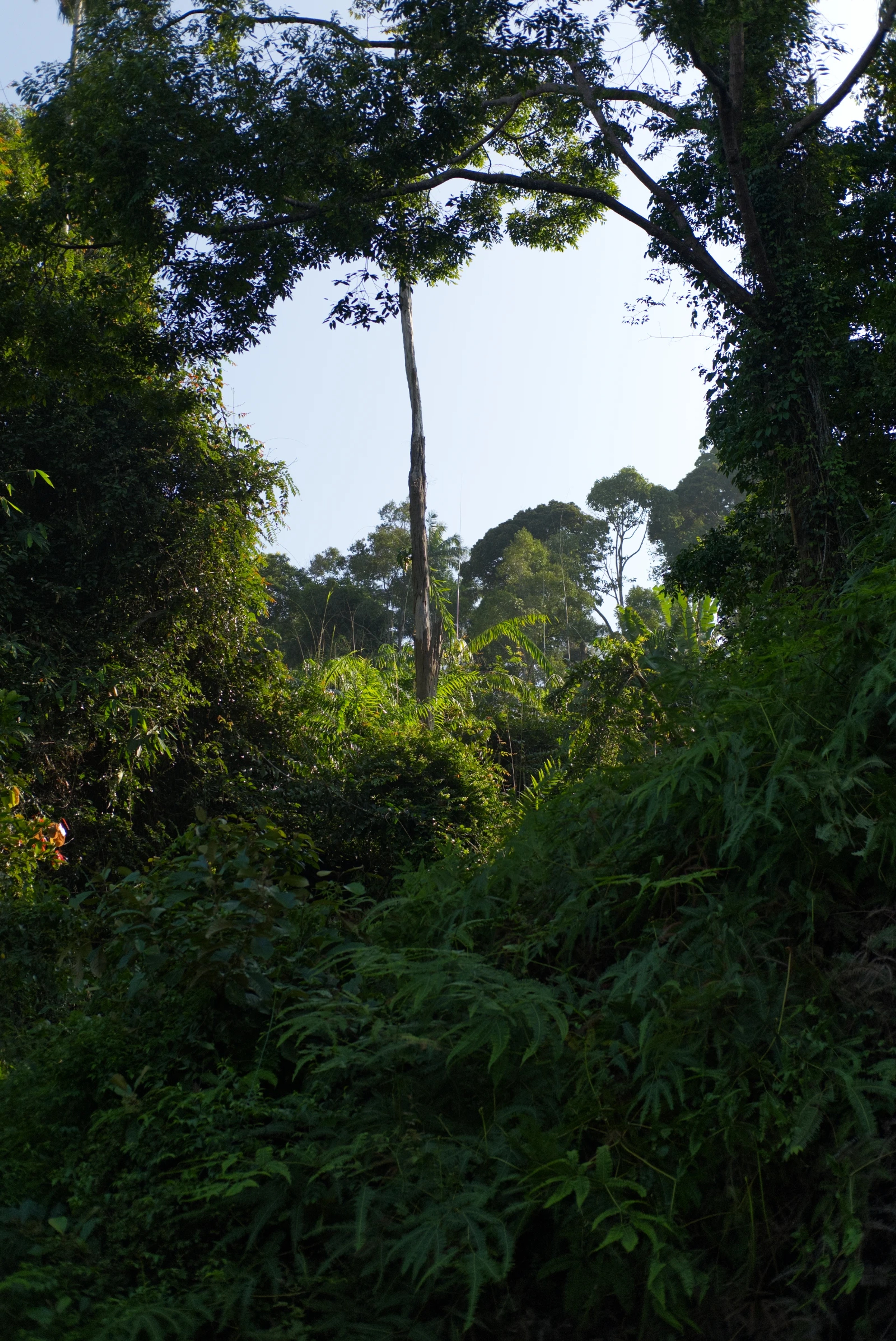 Sunlight through the forest canopy