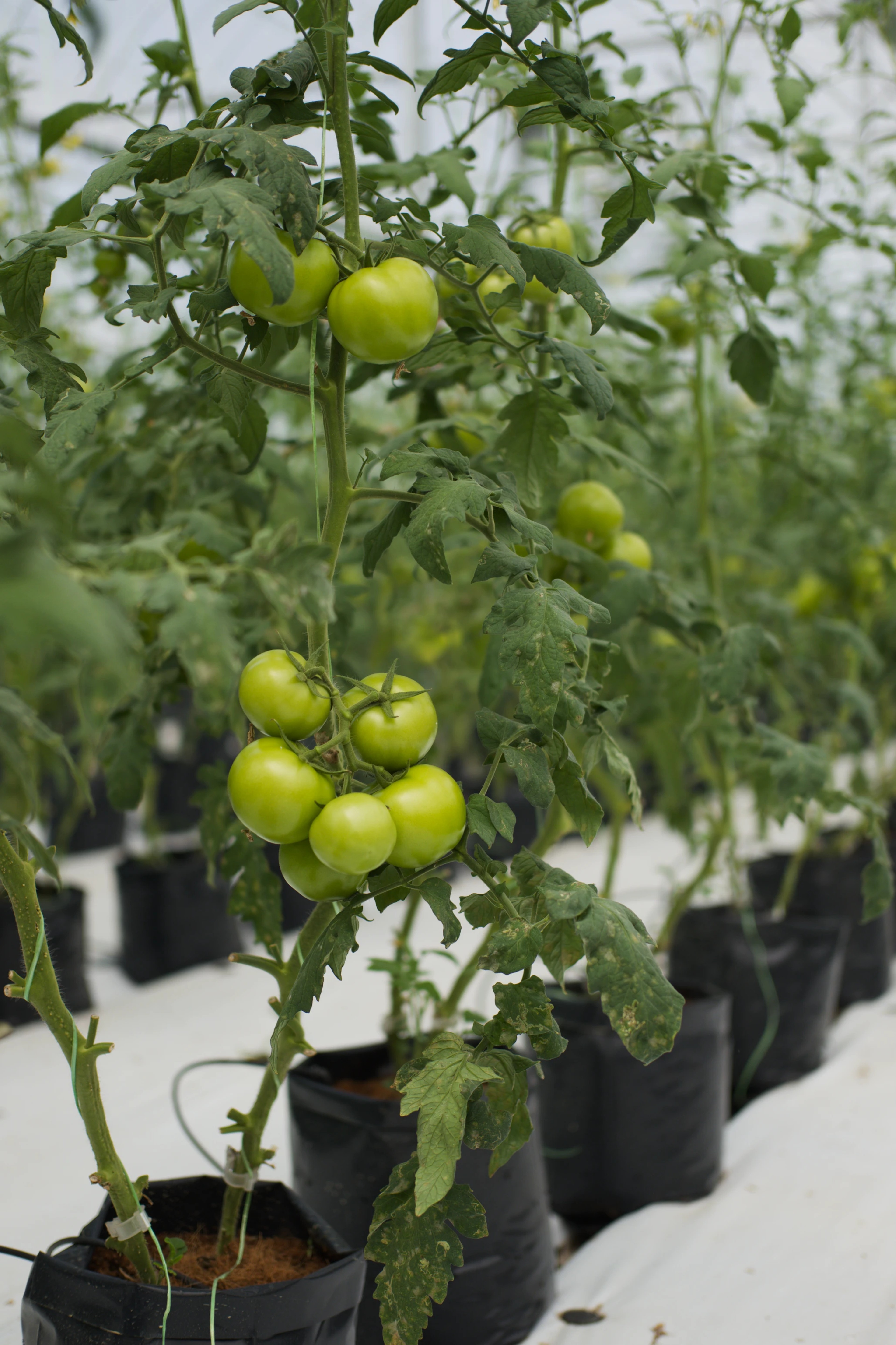 Green tomatoes ripening in the greenhouse