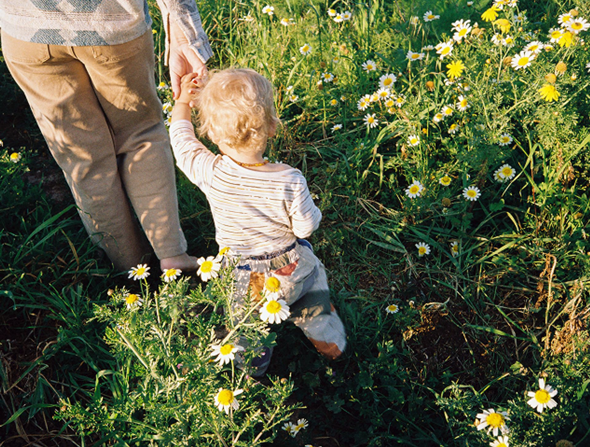 A parent holding a child’s hand walking through a field of daisies