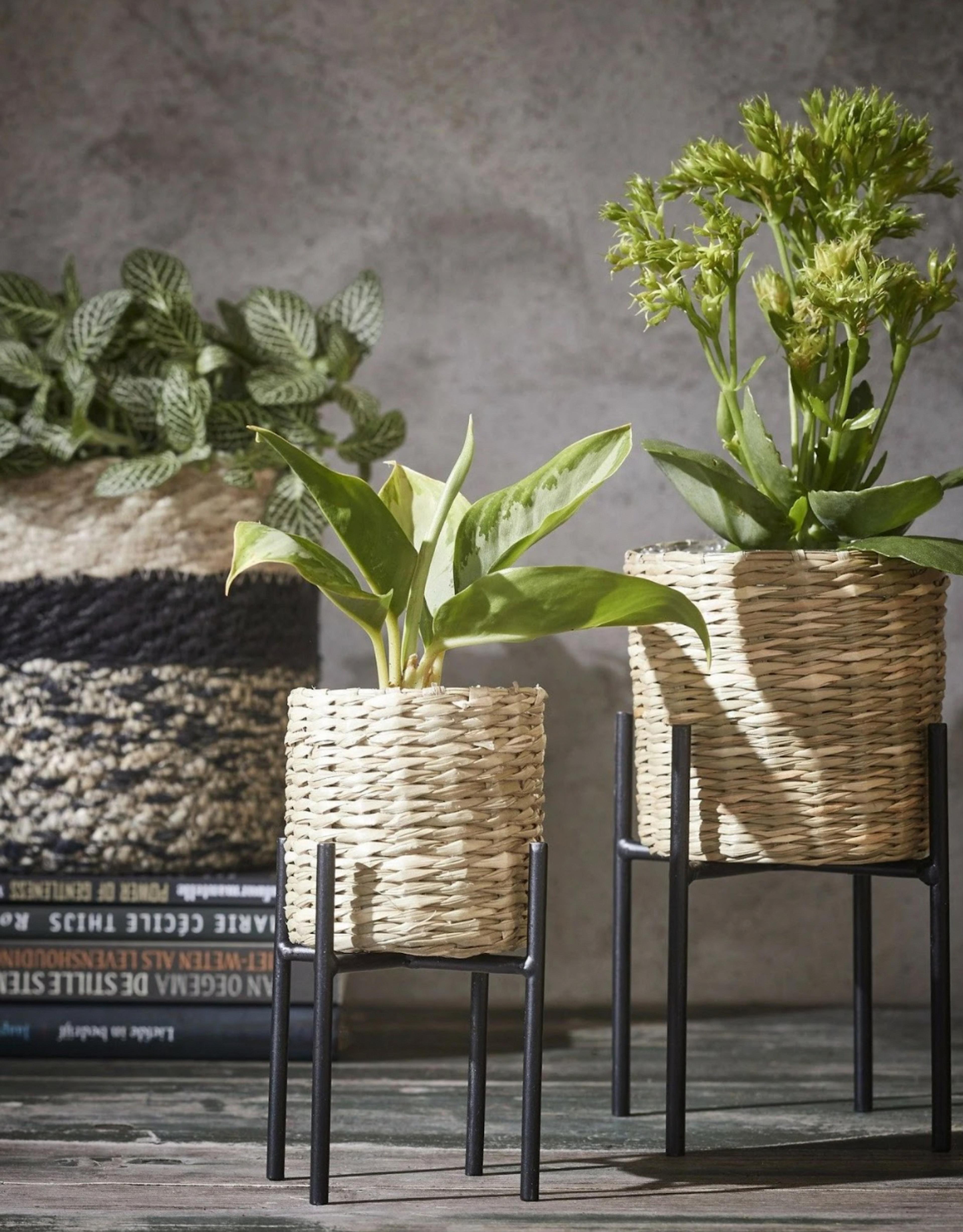 black-plant-stand