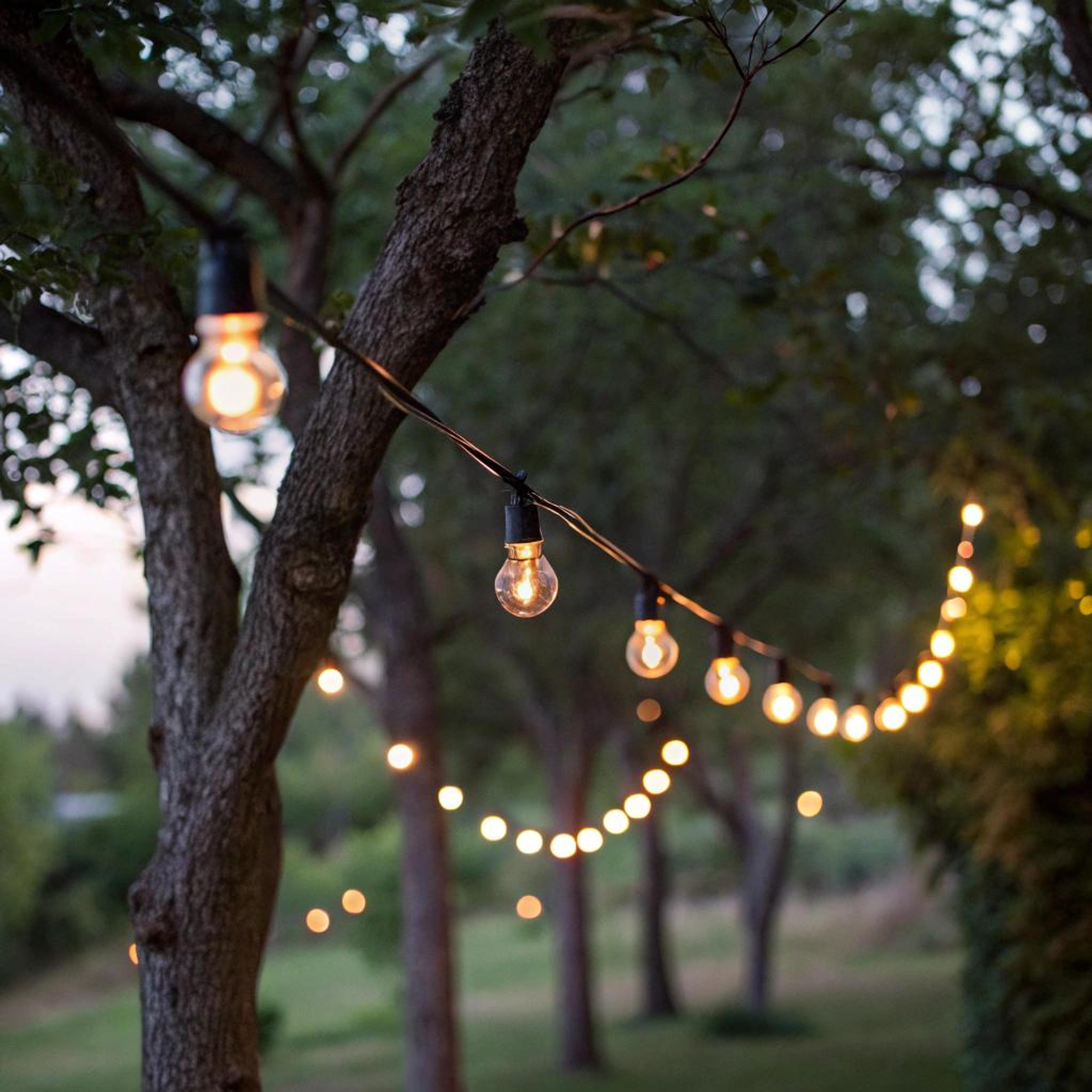 Sfeervolle lichtjes tussen bomen