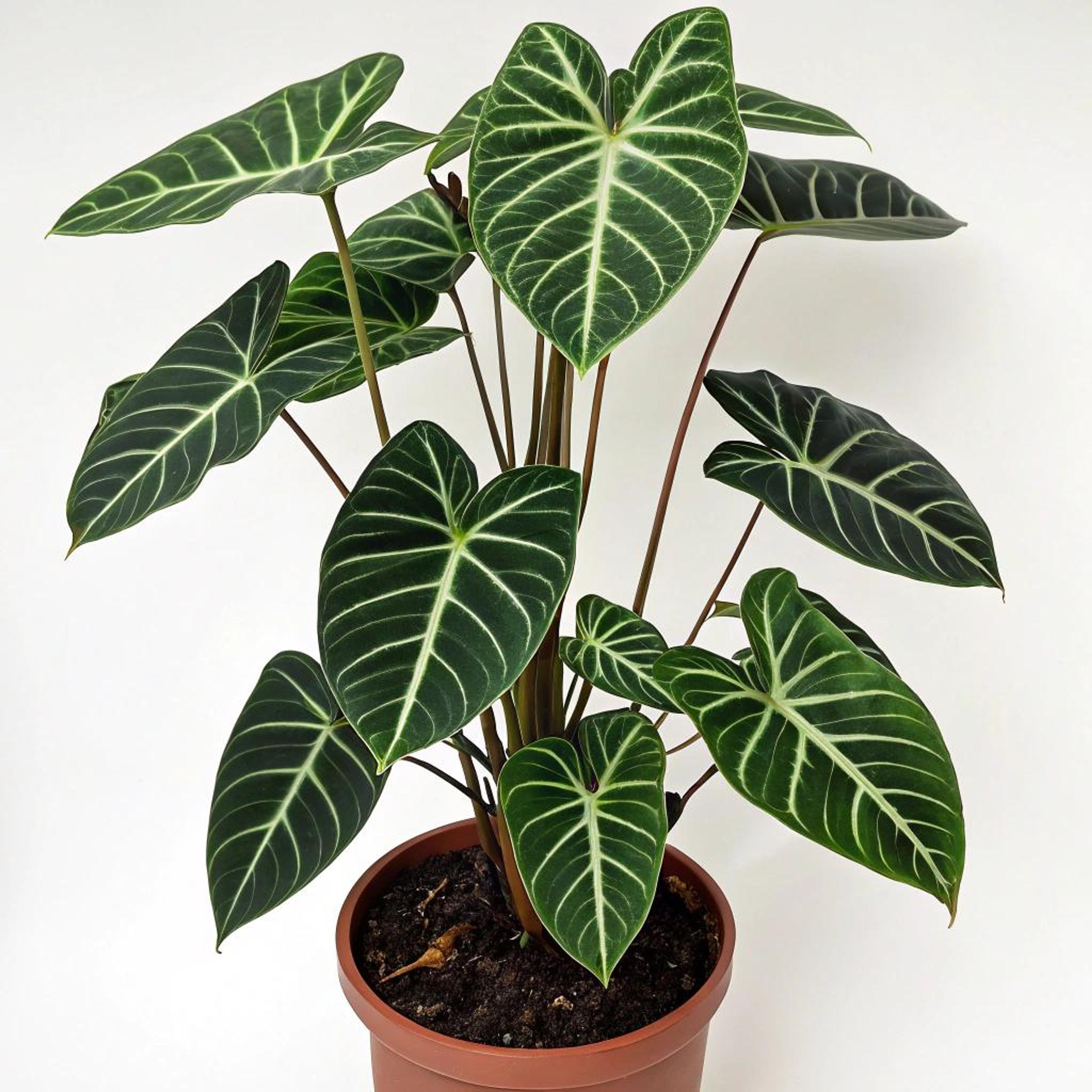 Diepgroen blad in hoofdrol