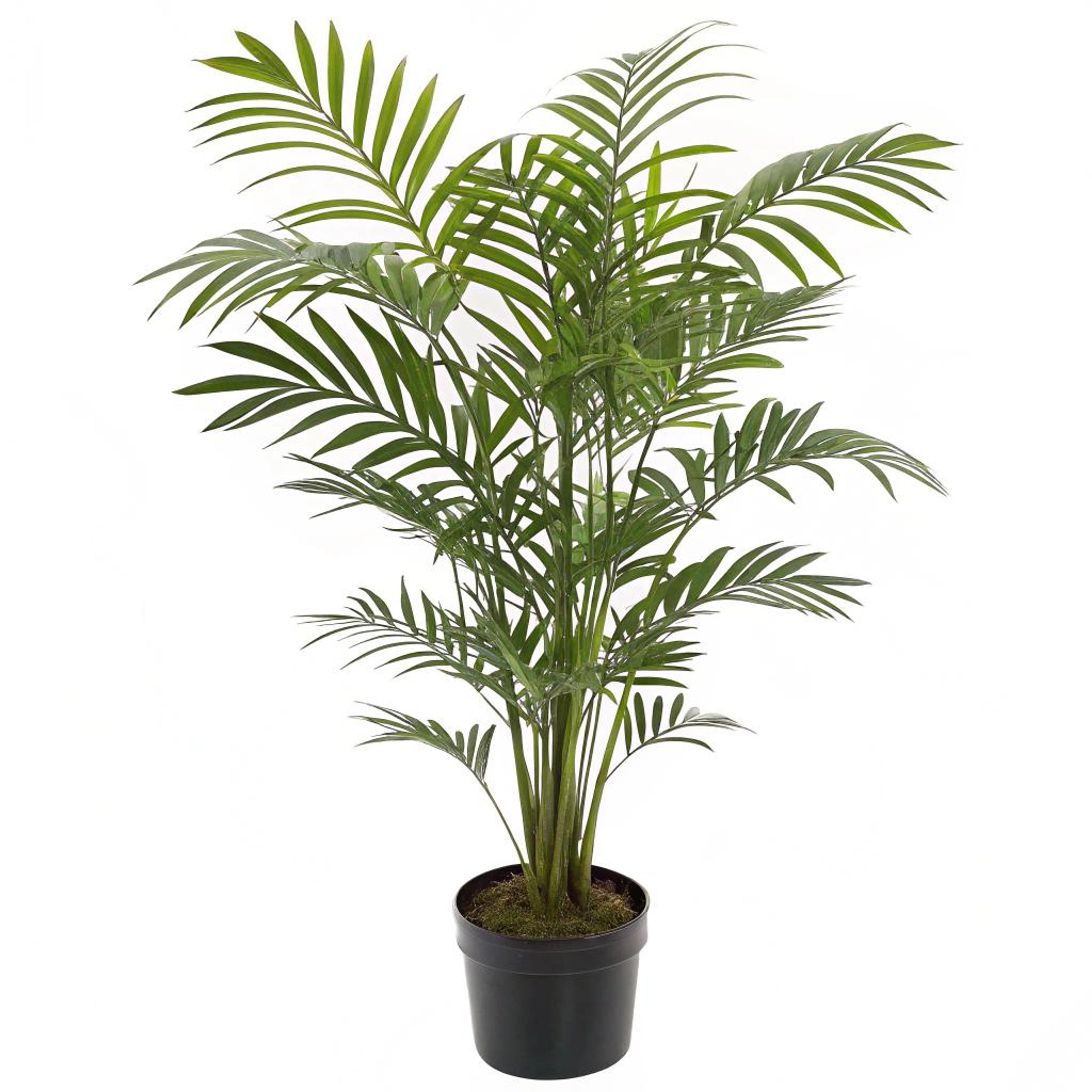 Palmblad voor rustgevende sfeer