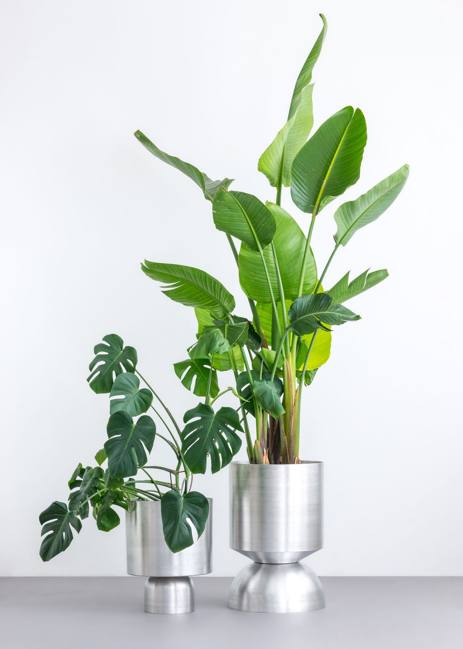 two silver planter with big green plants
