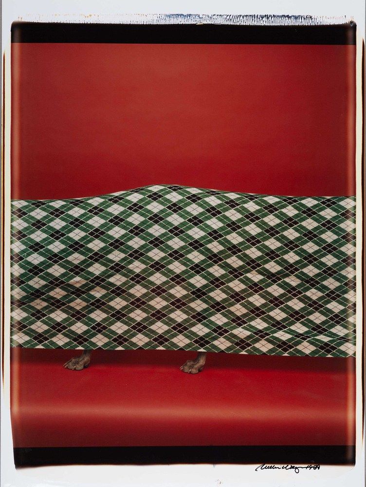 Plaid — William Wegman