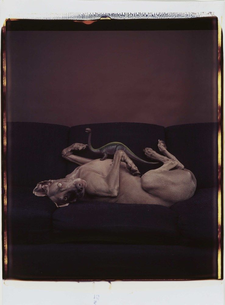 Untitled — William Wegman