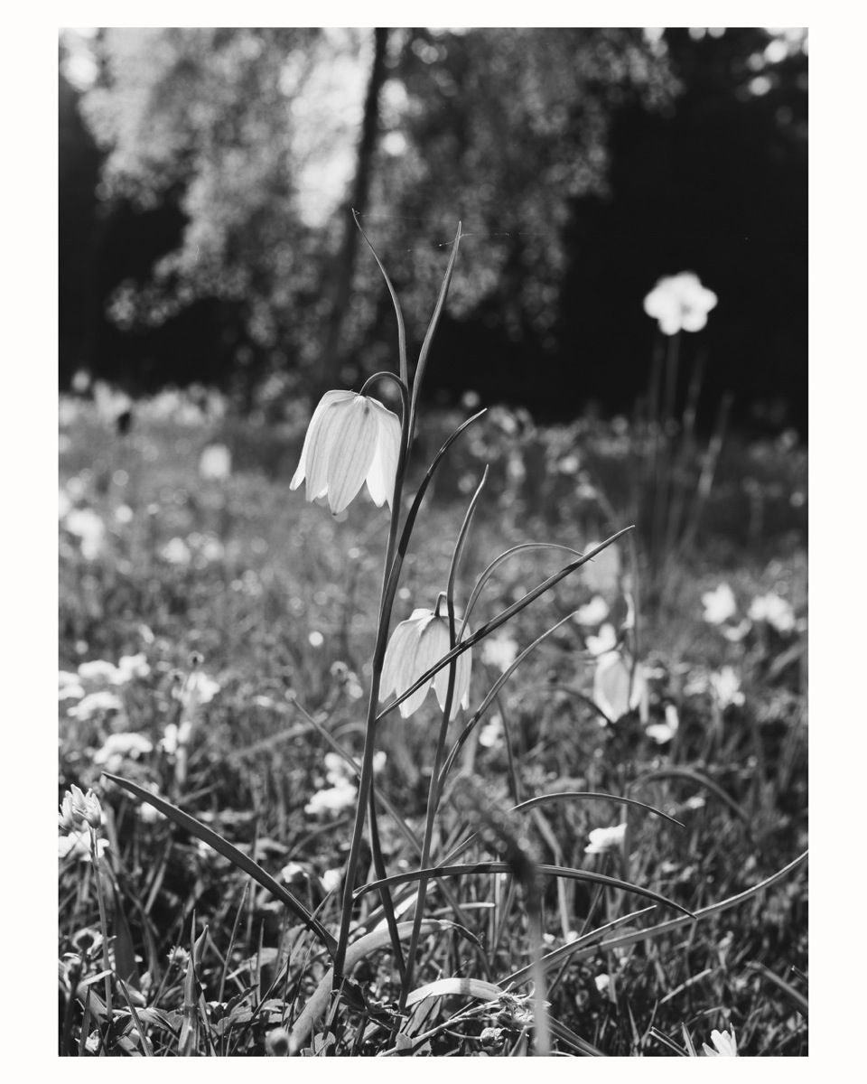 Untitled — Margarete Jakschik