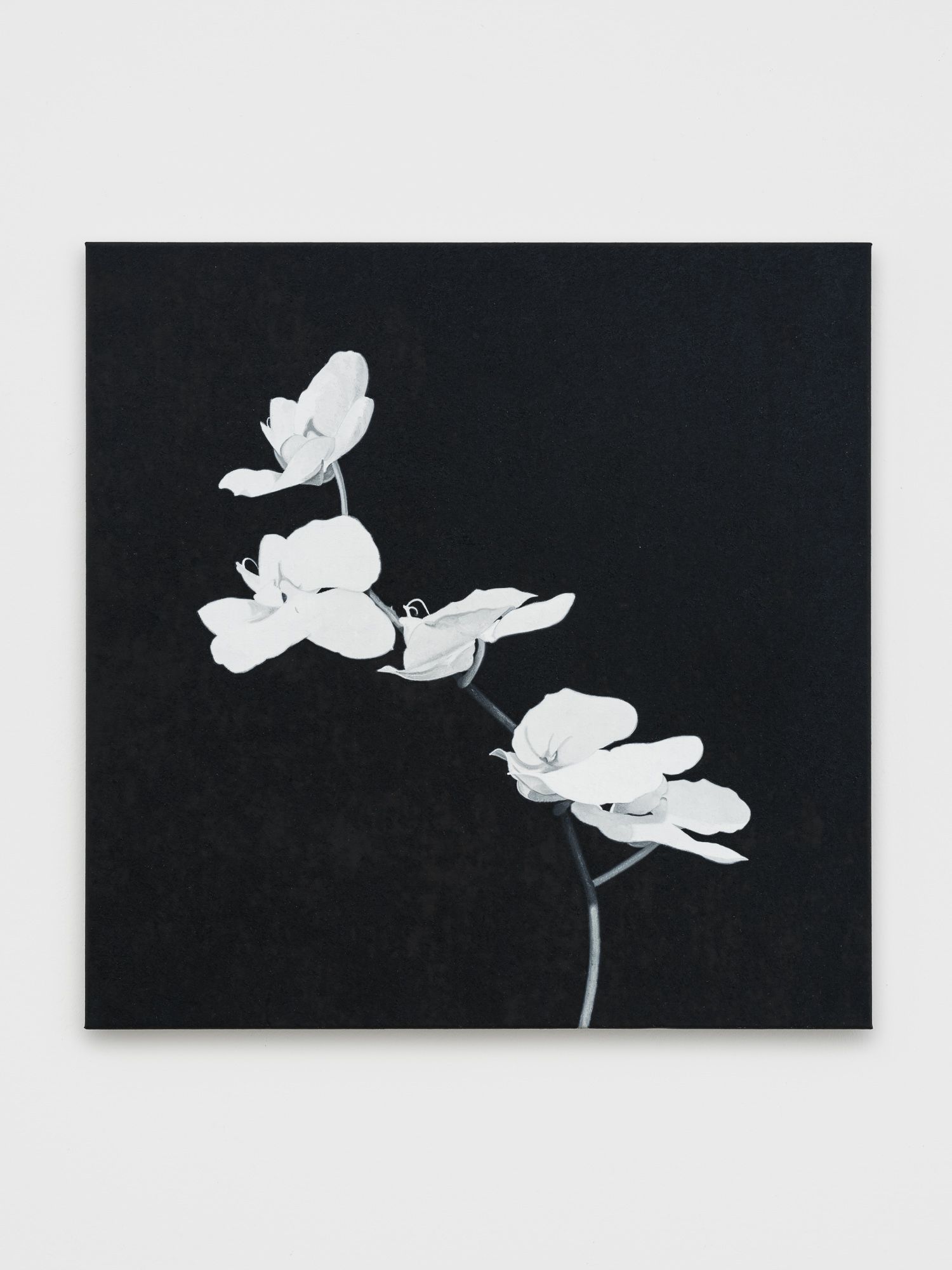 ORCHIDS — Paco Koenig